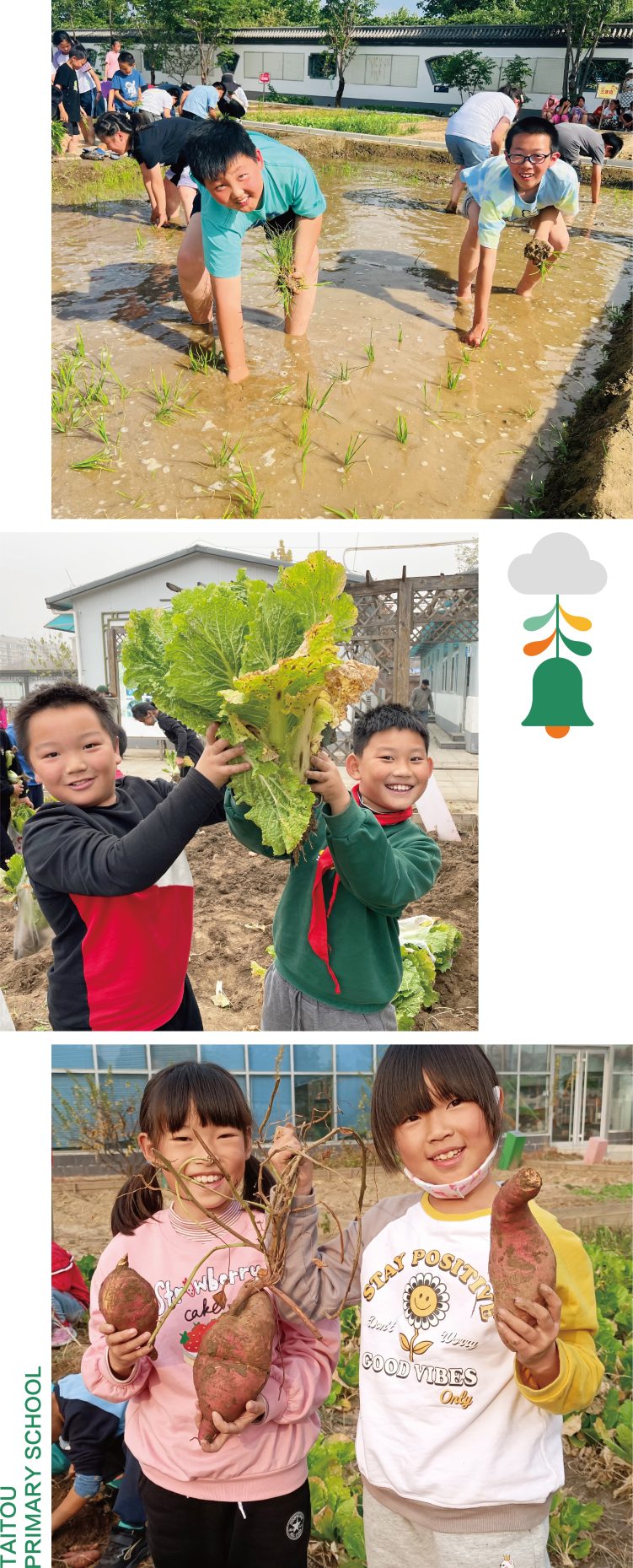 台头小学学生劳动教育活动拼图 田间种植与采摘实践