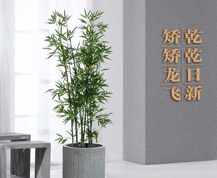 郑州龙飞中学文化墙设计，翠竹绿植与乾乾日新矫矫龙飞书法标语场景