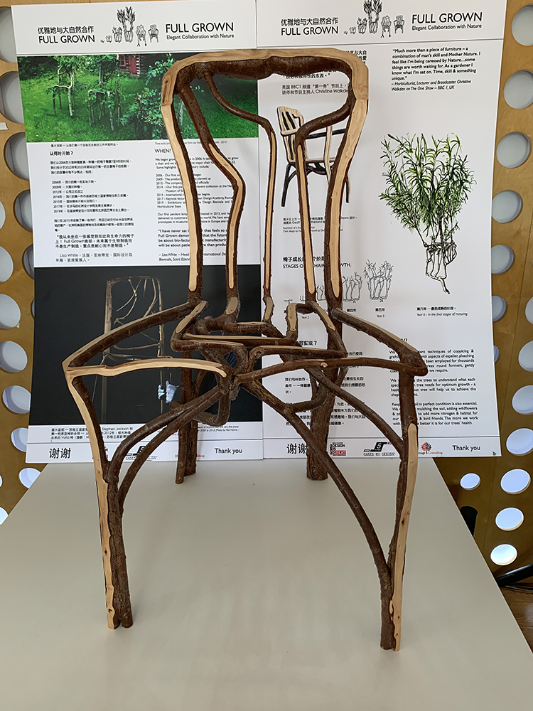 世园会设计展板，生长成型的树木座椅创意作品，展现植物造物的设计巧思