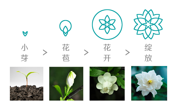 知子花标志图形演变推导,小芽到花苞花开绽放四阶段与栀子花实景,锦连环教育品牌标志设计