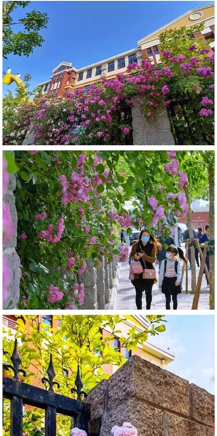 红英小学唐家岭校区大门实景照片，阳光教育理念下的鲜花围墙与长颈鹿迎宾造型